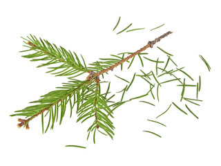 Dried out fir branch after christmas isolated over white backgro