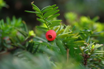 イチイの実　fruit of Japanese Yew