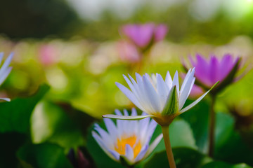 This beautiful water lily or lotus flower blooming on the water in garden,Thailand. Selective and soft focus with blurred background.