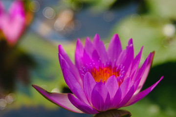 This beautiful purple water lily or lotus flower blooming on the water in garden,Thailand....