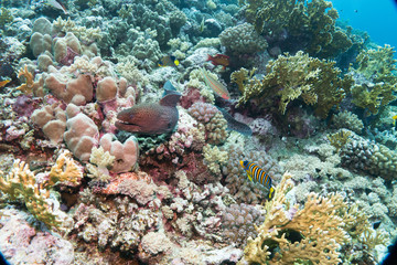 Riesenmuräne freischwimmend.