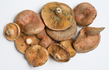 Mushrooms raw