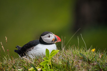 Puffin bird in south Iceland