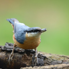 Vögel 45