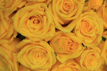 Yellow wedding roses