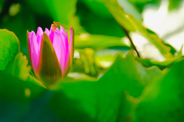Lotus flower blooming on the water with dragonfly in garden,Thailand. Selective and soft focus with...