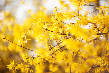 Spring beauty. Blooming yellow Flowers of trees on the sky backg
