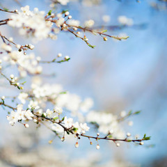 Spring beauty. Blooming Flowers of trees on the blue sky backgro