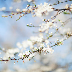 Spring beauty. Blooming Flowers of trees on the blue sky backgro