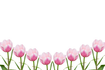 Beautiful pink tulips set as blank frame for text on white background and copy space