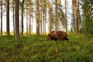 brown bear in a forest landscape at summer