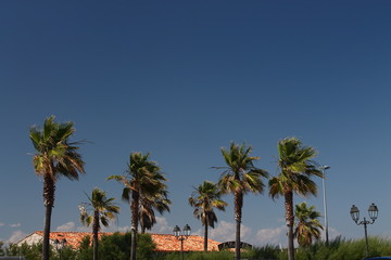 Fototapeta na wymiar Palm trees of St. Tropez