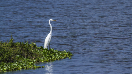 Great egret in Thabbowa sanctuary, Puttalam, Sri Lanka