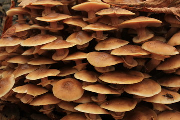 Mushrooms in a fall forest