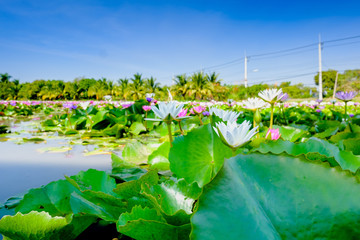 This beautiful water lily or lotus flower blooming on the water in garden,Thailand. Selective and...