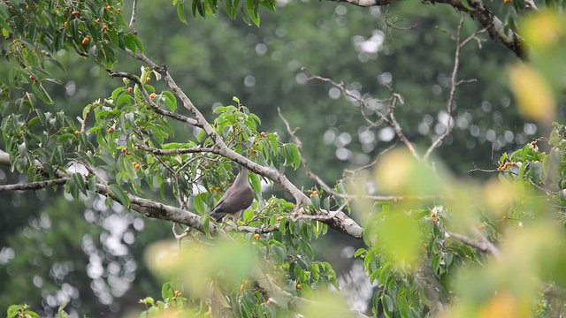 Beautiful bird jumping and eating fruit in nature.Mountain Imperial Pigeon ( Ducula aenea ) making a living in highland forest.
