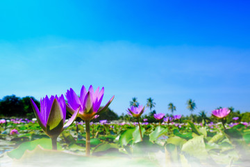 This beautiful purple water lily or lotus flower blooming on the water with fog effect in garden,Thailand. Selective and soft focus with blurred background.