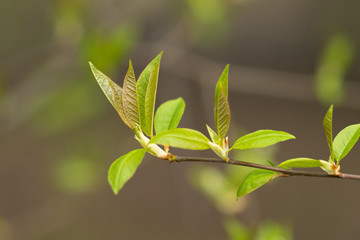 Branch blossoming leaves