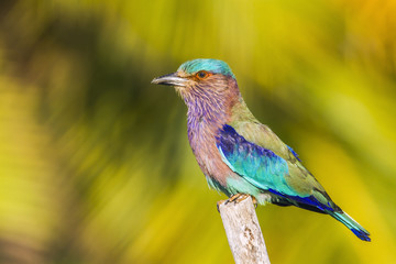 Indian roller in Kalpitiya, Sri Lanka