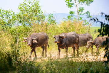 Fototapeta premium buffalo herd, animals mammals