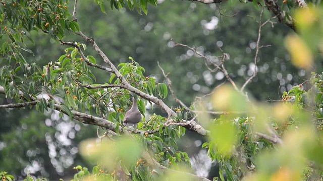 Beautiful bird  eating fruit in nature. Mountain Imperial Pigeon ( Ducula aenea ) making a living in highland forest.
