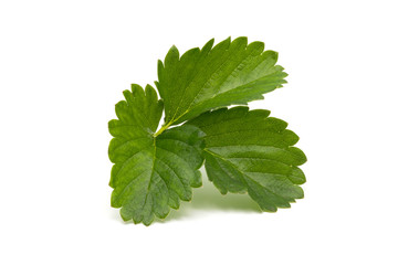 Fresh strawberry leaf