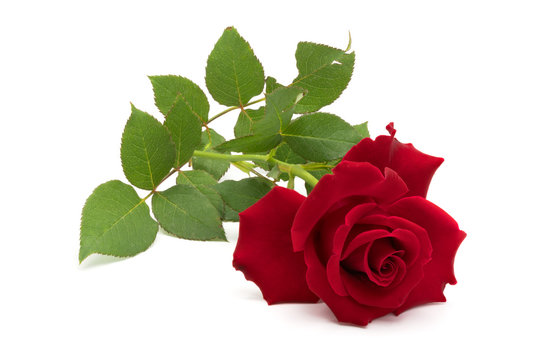 Beautiful red rose with leaves