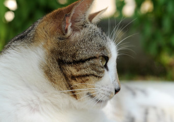 Cat in leisure