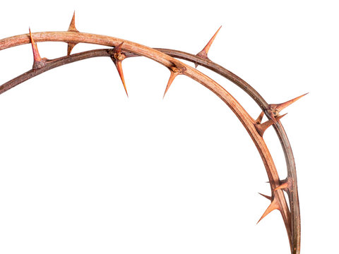 Thorns, isolated, cutout. Reminiscent of crown of thorns.
