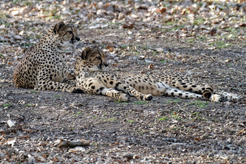 Guépard  (Léopard, Cheetah) - Acinonyx jubatus