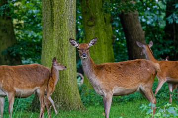 deer in woodland