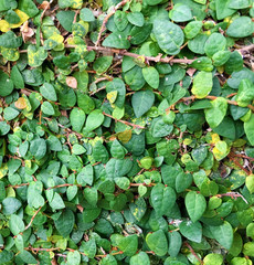 Fototapeta premium leaf