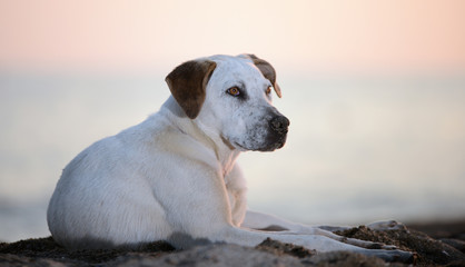 golden retriever dog laying over white background