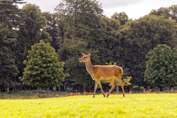deer in woodland