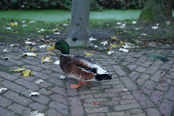 Fototapeta premium walking Mallard Duck in the yard