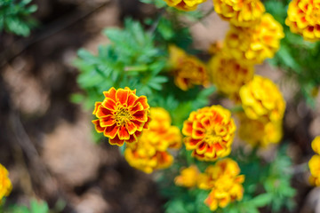  Red and Yellow Marigold Flower