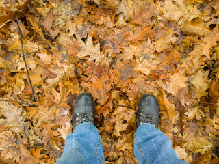 Obraz premium Feet in Oak Forest.