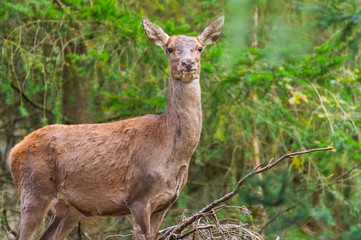 Rothirsch im Wald