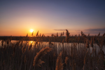Sunset in a bay with phragmites 