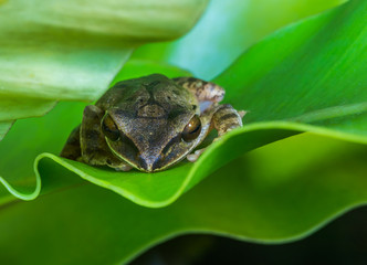 Common tree frog or golden tree frog  on green leaves.