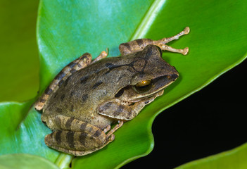 Common tree frog or golden tree frog  on green leaves.