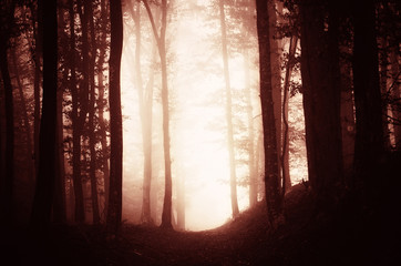 Dark nature. Spooky Halloween atmosphere in mysterious forest with trees in fog