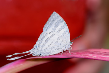  White-Imperial(Neomyrina nivea hiemalis) on Leaves.