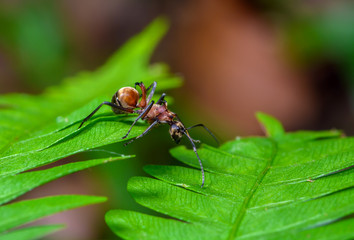 large spiny ant, beautiful ant in nature