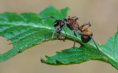 large spiny ant, beautiful ant in nature