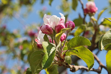 Frühlingsboten Apfelblüte im Vinschau ( Südtirol) 