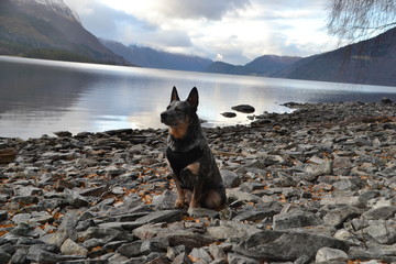 Australian cattle dog enjoying nature 