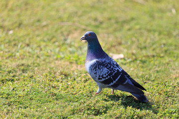 Obraz premium One pigeon (dove) 