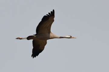Obraz premium Gray Crane