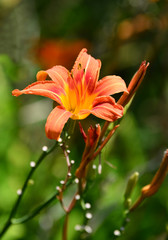 Dahlia Autumn flower design.With copy-space